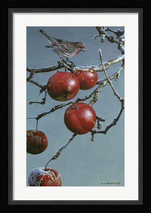 Framed Winter Apples - Purple Finch Print