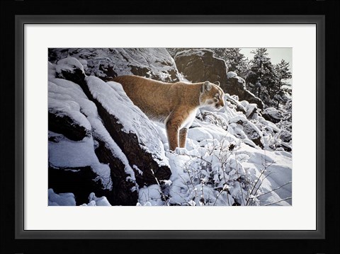 Framed Winter Lookout- Cougar Print