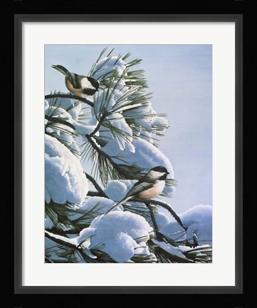 Framed Snow On The Pine - Chickadees Print