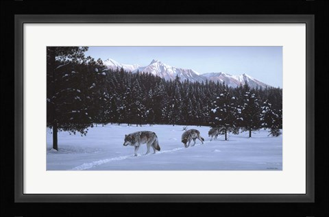 Framed Evening Glow- Wolf Pack Print