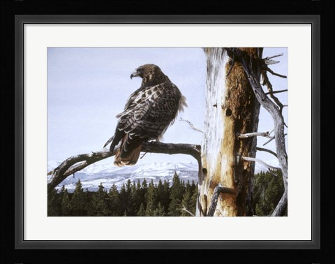 Framed Red Tailed Hawk Print
