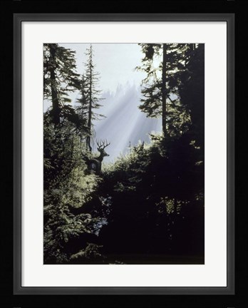 Framed Edge Of The Forest Print