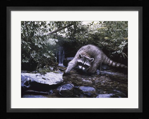 Framed Searching The Stream- Racoon Print