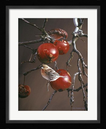 Framed Winter Apples Print