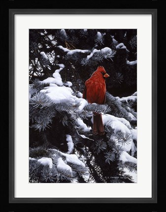 Framed Cardinal In Blue Spruce Print