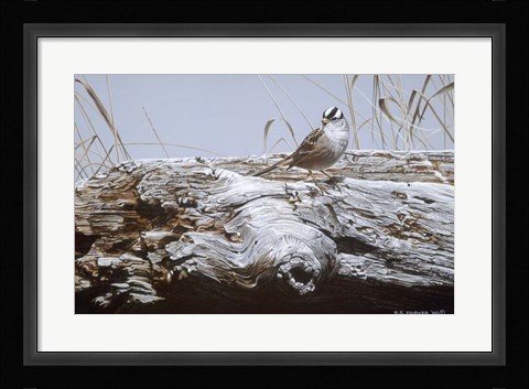 Framed White Crowned Sparrow Print