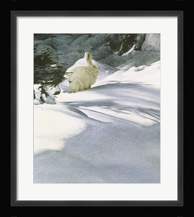 Framed Snow Shoe Hare Print