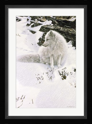 Framed Blue Shadows - Arctic Fox Print