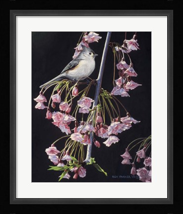 Framed Titmouse And Blossoms Print