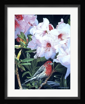 Framed Housefinch And Rhododendron Print