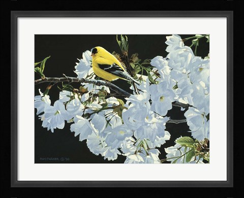 Framed Goldfinch And Blossoms Print