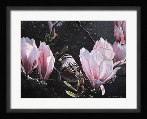 Framed Sparrow In Magnolia Print
