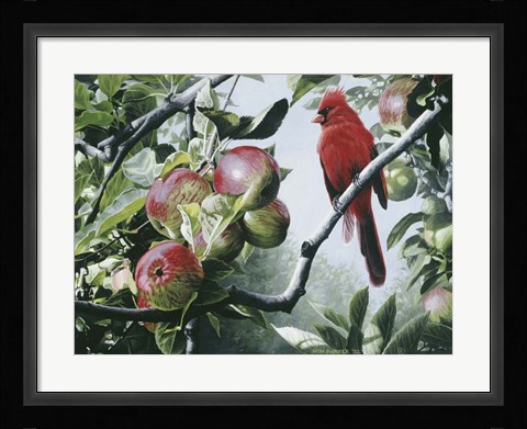 Framed Cardinal And Apples Print