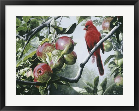 Framed Cardinal And Apples Print