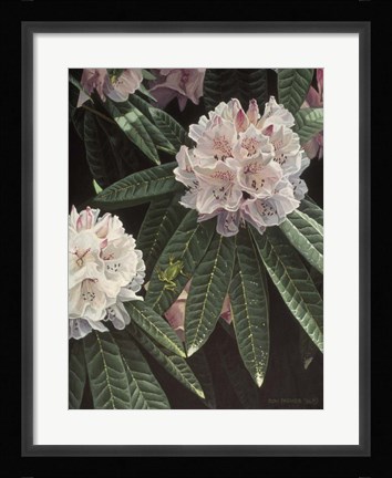 Framed Rhododendron Print