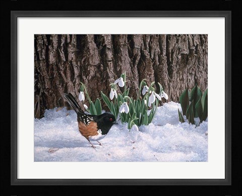 Framed Snowdrops Print