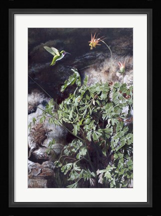 Framed Hummingbird Print