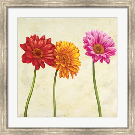 Framed Gerberas (Detail) Print