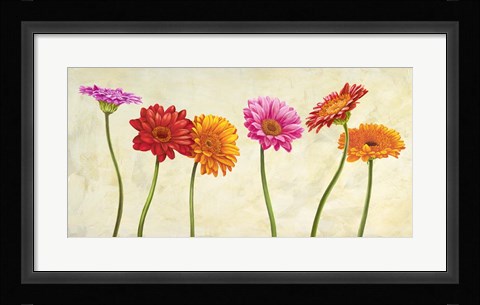Framed Gerberas Print