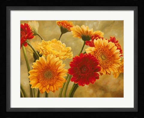Framed Gerbere nel Sole Print