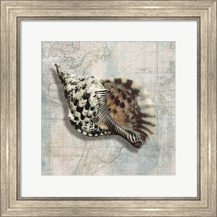 Framed Sea Shell Print