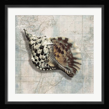 Framed Sea Shell Print