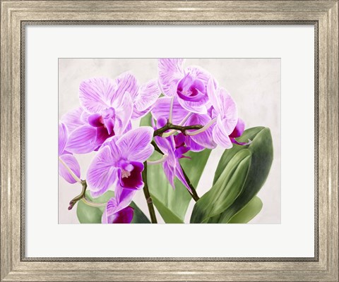 Framed Orchidee Selvagge Print