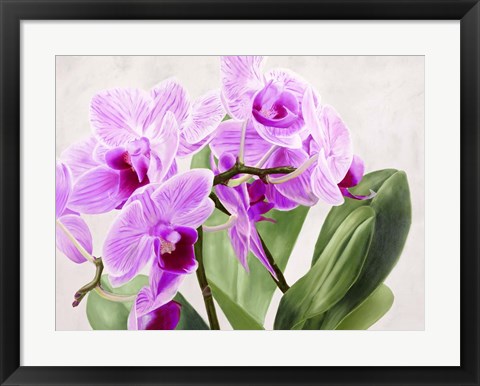 Framed Orchidee Selvagge Print