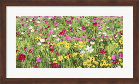 Framed Field of Flowers Print