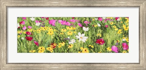 Framed Field of Flowers (Detail) Print
