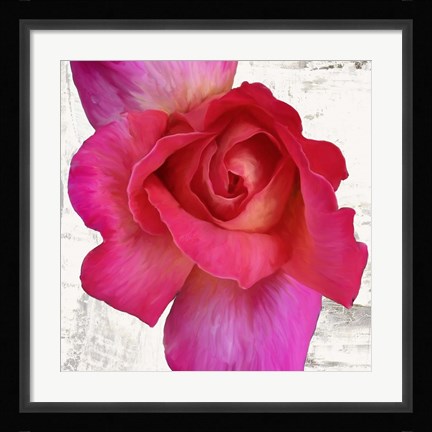 Framed Spring Roses I Print
