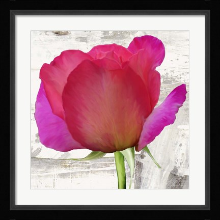 Framed Spring Roses II Print