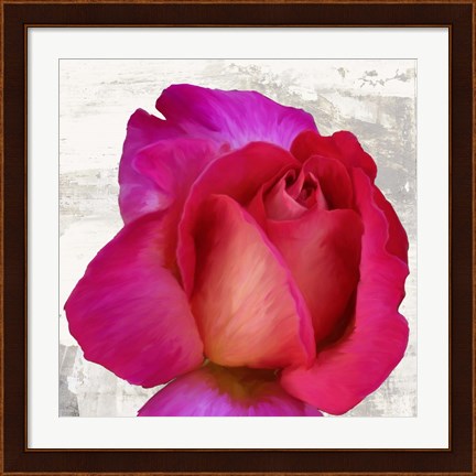 Framed Spring Roses III Print