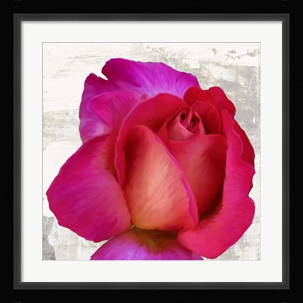 Framed Spring Roses III Print