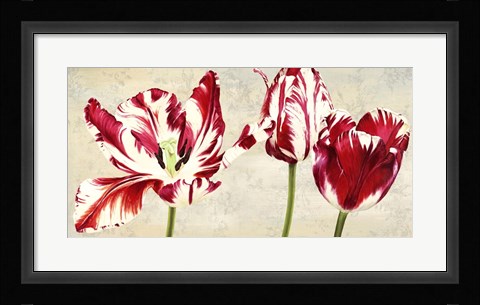 Framed Tulipes Royales Print