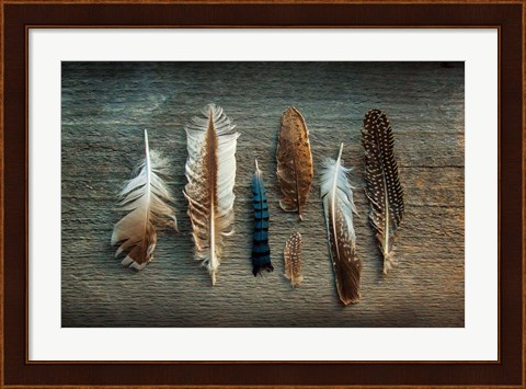 Framed Feather Collection I Print