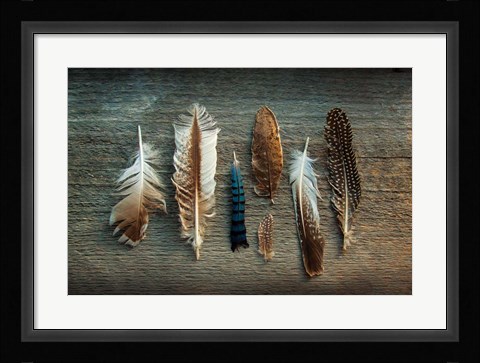 Framed Feather Collection I Print