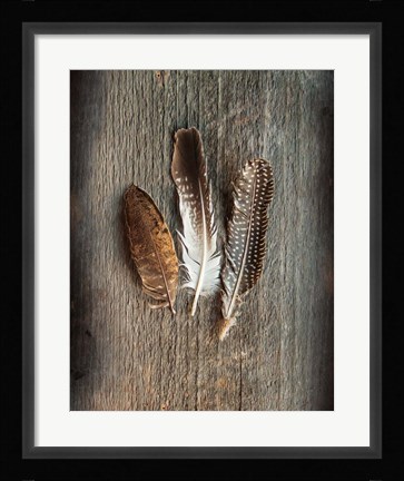 Framed Feather Collection II Print