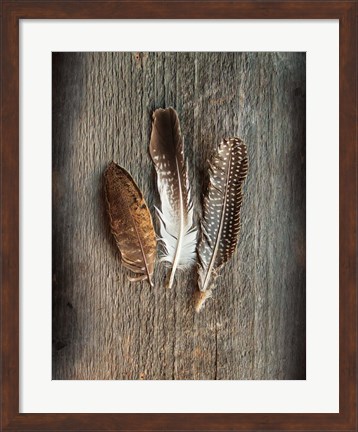 Framed Feather Collection II Print
