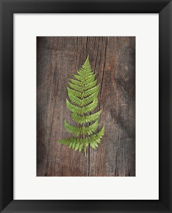 Framed Woodland Fern I Print