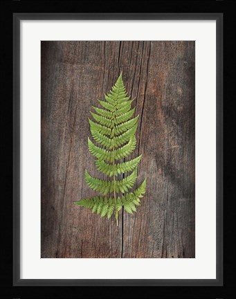 Framed Woodland Fern I Print