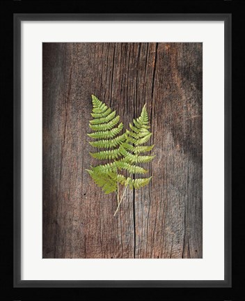 Framed Woodland Fern II Print