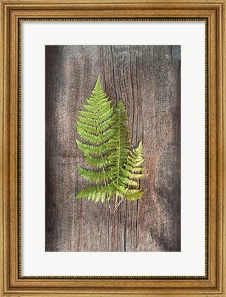 Framed Woodland Fern III Print