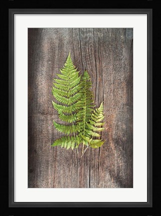 Framed Woodland Fern III Print