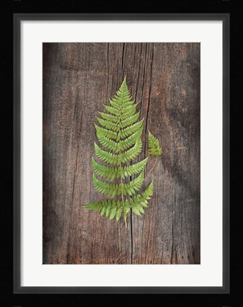 Framed Woodland Fern IV Print