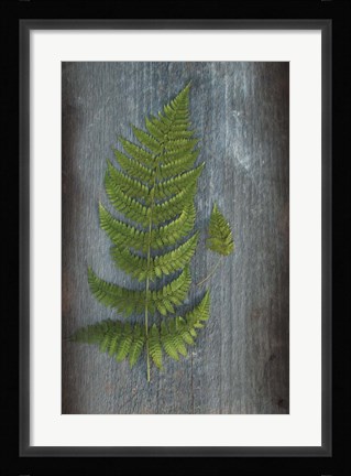 Framed Woodland Fern V Print