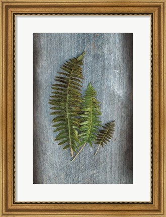 Framed Woodland Fern VI Print