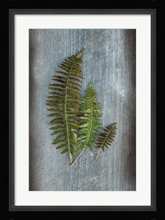 Framed Woodland Fern VI Print