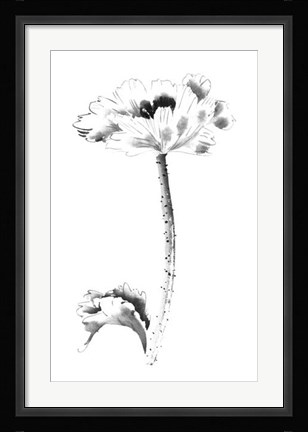 Framed Ink Poppy Print