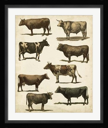 Framed Antique Cow Chart Print